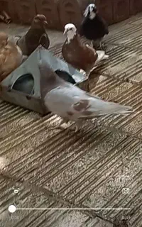کبوتر گمشده