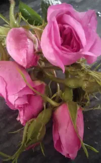 گل محمدی
