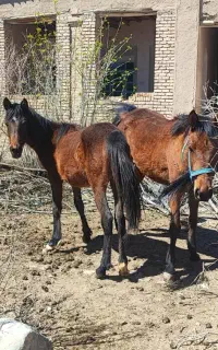 سه اسب شجره دار اصیل زیر قیمت