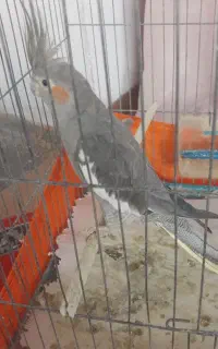 عروس هلندی ماده، مست