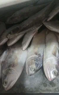 فروش انواع ماهی  تمیز تازه