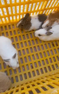 بچه خرگوش کوچیک