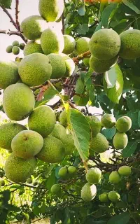 راز افزایش 30% تناژ گردو در شهرکرد رو ببین