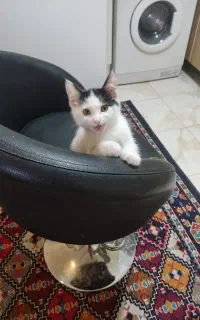 گربه ناز و ملوس