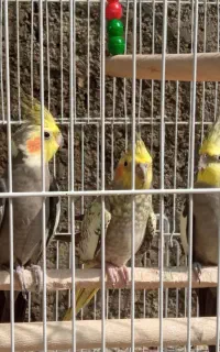 پرنده عروس هلندی