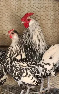 تخم مرغ نطفه داراپنز.ورورک.ویاندوت وهامبورگ