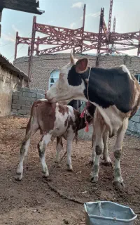 اصلاندوز روستایی قره تکانلو