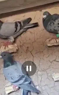 کبوتر نرو ماده