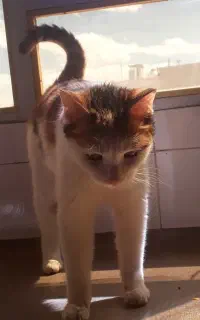 واگذاری گربه