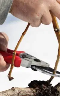 هرس انگور و درخت