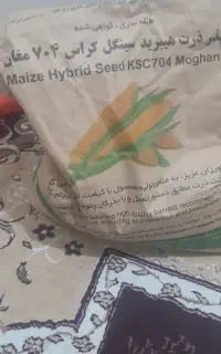 ذرت مغان ۷۰۴