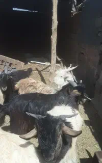 ده راس بزغاله نر