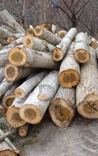 خرید چوب برشدرخت.