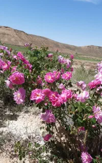 گل محمدی