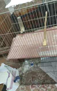 قفس