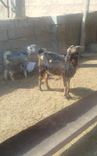 بزکهره داردوماه چنین آبستن