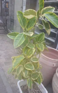گل گیاه
