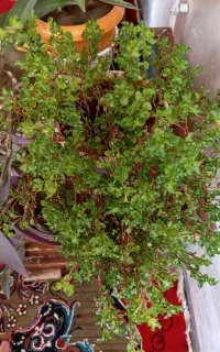 گل خونه