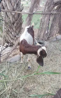 بز و شیشک