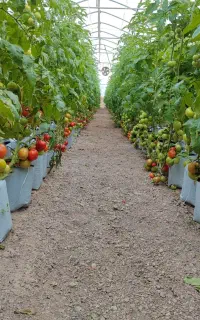 به یک خانواده ۳نفره  برای کار در گلخانه نیازمندم