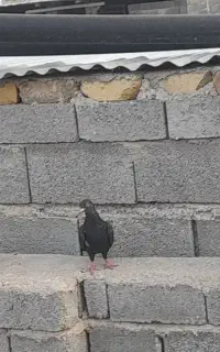 کبوتر