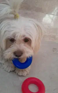 شیتزو ماده ۳ ساله