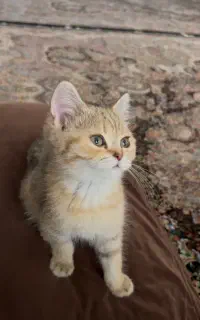 بریتیش تبی گلد
