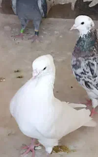 کبوتر کفتر پرسی