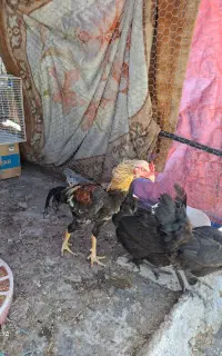 خروس