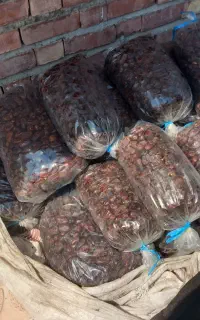 خرمایی کلوته خوشک تازه داخل پلاستیک