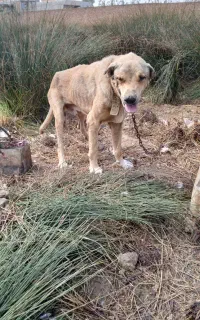 سگ پژدر