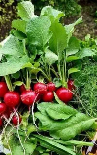 عمو سبزی فروش اومده  نیم کیلو ببرین رایگان