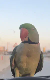 شاه طوطی گم شده