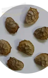 بذر خاشه