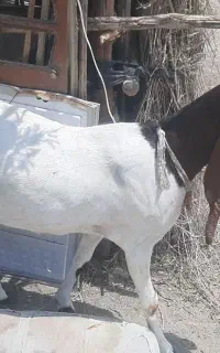 گوسفند