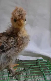 جوجه برهما