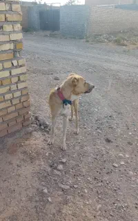 سگ سرابی