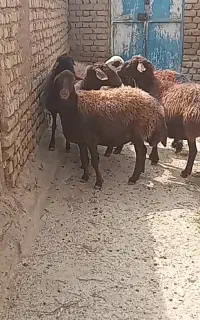 شیشک بخته افشاری آبستن