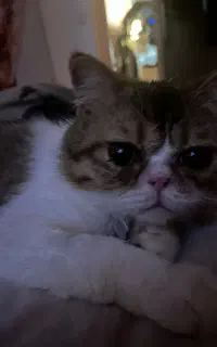 بریتیش ۹ ماهه