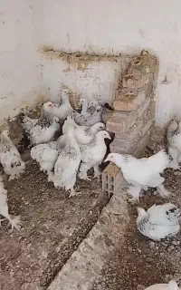 جوجه برهما