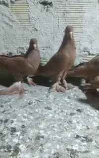 فروشی ۱۰عددلوطی ساری رنگ زعفران