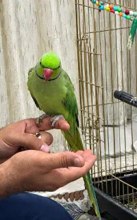 طوطی ملنگو نر یک ساله