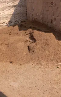 کود گوسفندی مرغوب