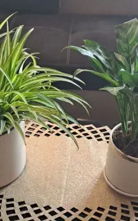 گل طبیعی ارتشی وگندمی