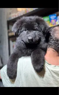 ژرمن بلک کینگ مو بلند