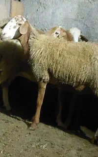 گوسفند جوان