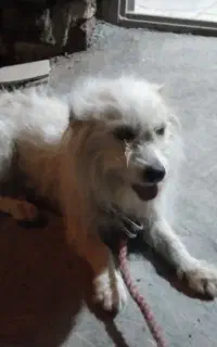 پشمالو