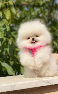 توله پامرهای کیفیت بمب