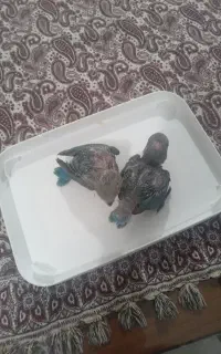 طوطی برزیلی