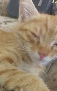 گربه‌پیداشه